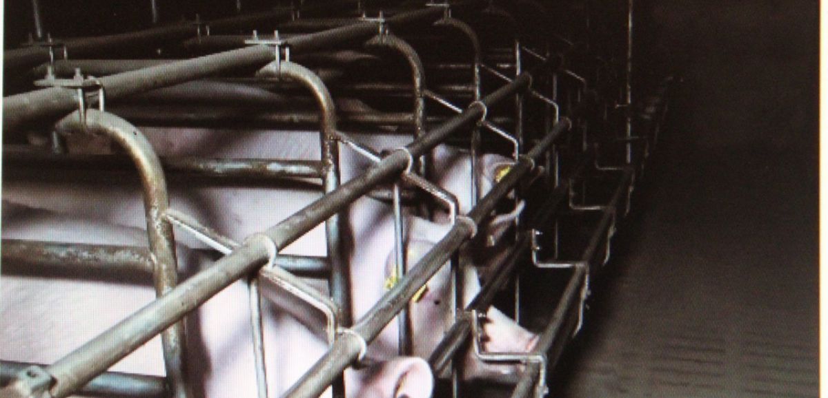 Intrusion dans un élevage porcin : la FDSEA fait appel