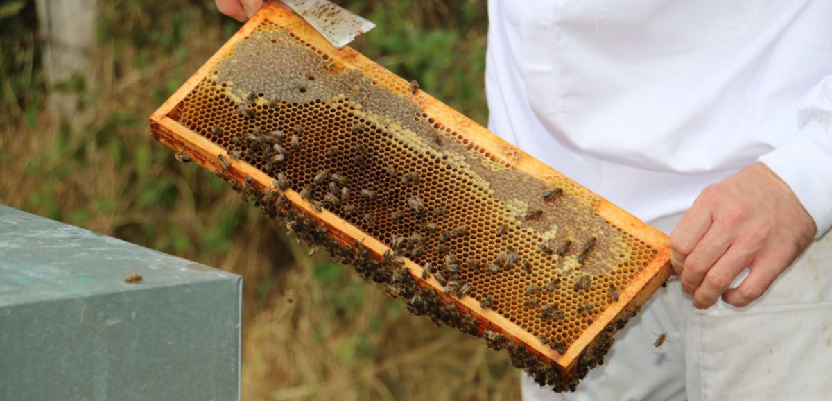 En Mayenne, les récoltes de miel d'été sont particulièrement faibles