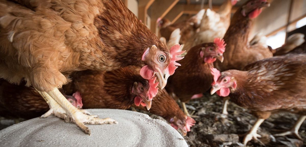Laval. Grippe aviaire : en Mayenne, la claustration des volailles est obligatoire aussi chez les particuliers