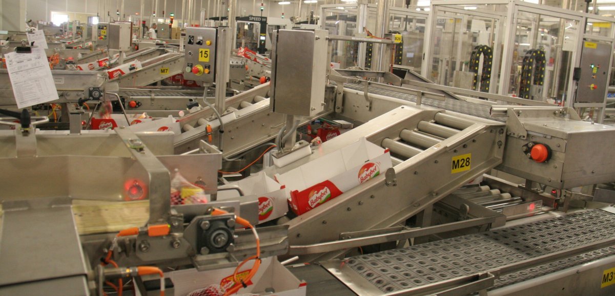 Evron. En un an, 500 tonnes de fromage végan ont été fabriquées dans l'usine Bel