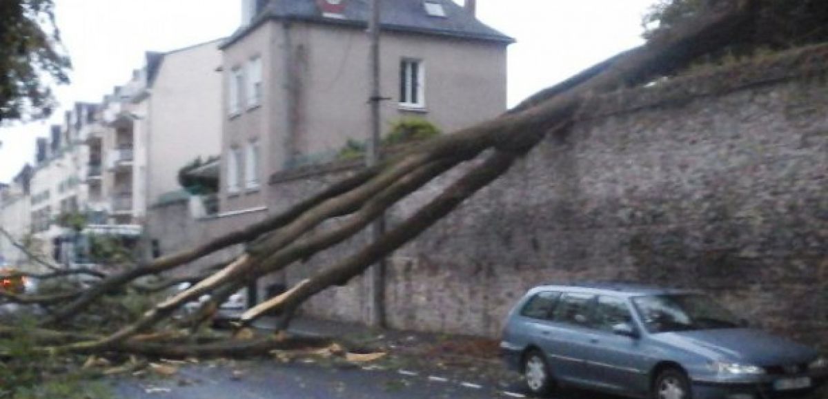 Laval. Laval : un arbre tombé bloque le quai d'Avesnières