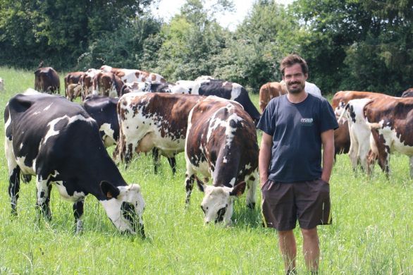 Mayenne. Mayenne : Matthieu Virfolet va traverser la ville avec ses 50 vaches