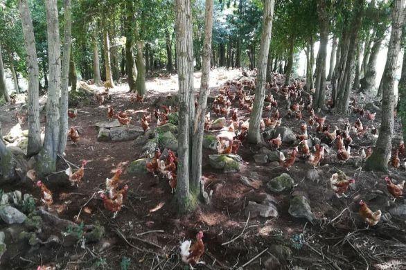 Vimartin-sur-Orthe. 5 000 poules réformées à adopter le 16 janvier en Mayenne
