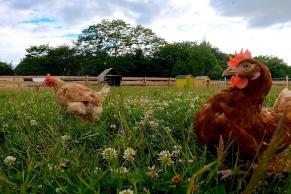 Chailland. Chailland  : une vente de poules pondeuses pour les sauver de l'abattage