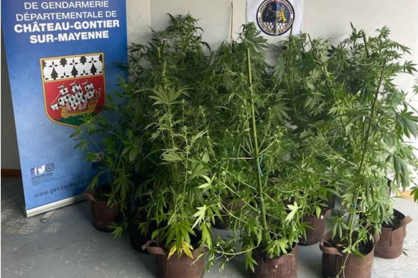 Argentré. En Mayenne : 13 pieds de cannabis et 130 grammes de têtes séchées saisis par la gendarmerie
