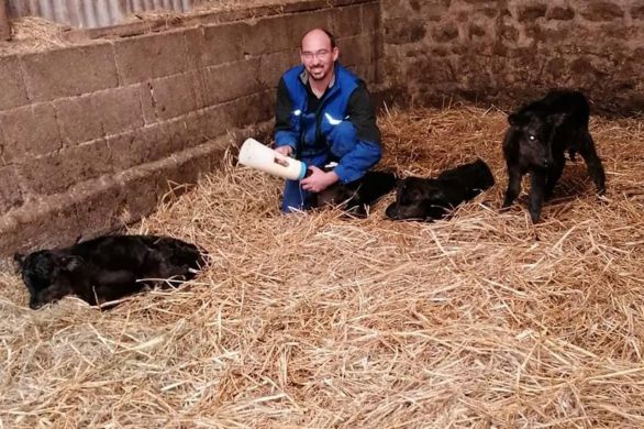 Le Ribay. Le Ribay : une naissance extraordinaire dans un élevage laitier, dimanche 24 octobre