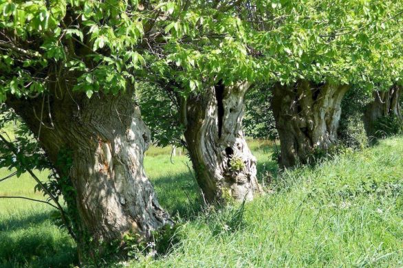 Pré-en-Pail-Saint-Samson. Nord Est mayennais : bientôt 1 000 arbres têtards plantés