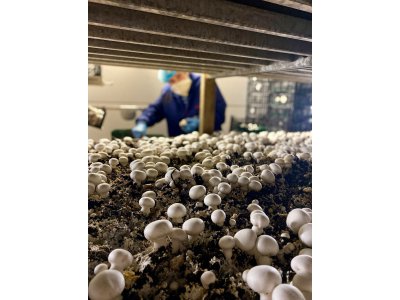 A Landivy, un site de production de champignons bio sortira de terre en 2021.