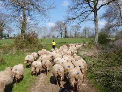 Le troupeau compte 200 brebis.