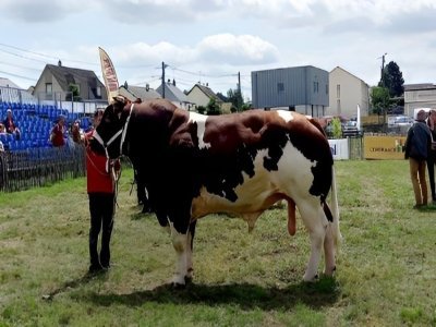 Phœbus, un jeune taureau de 4 ans, 1 400 kg sur la bascule, a remporté le championnat mâle adulte au Cima à Mayenne. - 2023-08-10 Phoebus