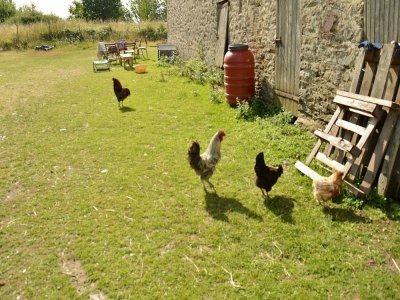Les poules se baladent en liberté sur la ferme. - Jean-François Chesnay