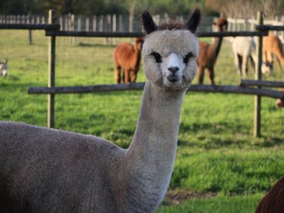 Les alpagas vivent une vingtaine d'années et sont élevés en France pour leur laine.