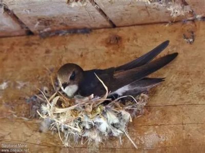 Un martinet noir en voie d'extinction. Son nid est souvent détruit lors des travaux de rénovation de façades. - Nathalie Grudé