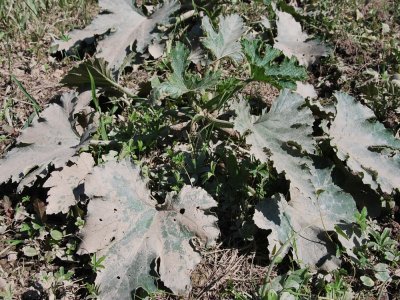 Une courgette enduite de boue - JL Petit