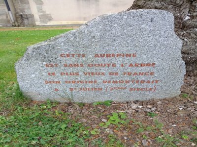 Une stèle a son pied indique aux visiteurs de passage l'âge de l'arbre. - Katia Péchard