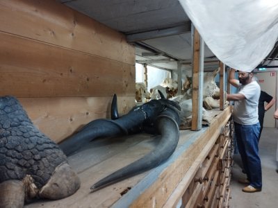 Roch-Alexandre montre aux visiteurs des pièces rares dans la réserve du Musée des sciences. - Mathieu PEAN