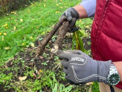 L'association Jardin Vivant présentera la scorsonère lors d'une démonstration culinaire. - Naomie Jourand