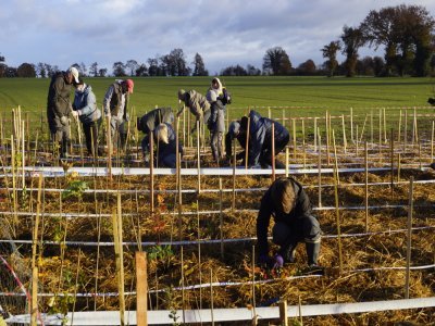 Il y a trois ans, de nombreux bénévoles plantaient 1 500 arbres et arbustes. - 2024-11-21 Mini forêt Montflours