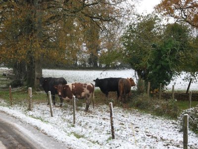 À Loiron, les vaches se sont également réveillées les pieds dans la neige - Jean Louis Petit