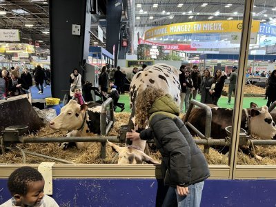 Les vaches sont à l'honneur au salon international de l'agriculture, porte de Versailles.