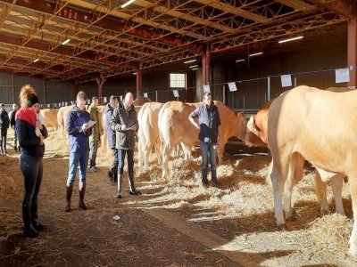 Mardi 14 janvier 2025, au foirail d'Evron, environ 25 animaux, deux tiers de vaches et un tiers de mâles, se présentaient au jugement de Peter Thissen, éleveur et juge, et de deux techniciens d'Organe sélection Blonde d'Aquitaine, Elodie Haure et Clé - j