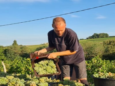 Manu en pleines vendanges sur son domaine. - Guillaume Ruiz