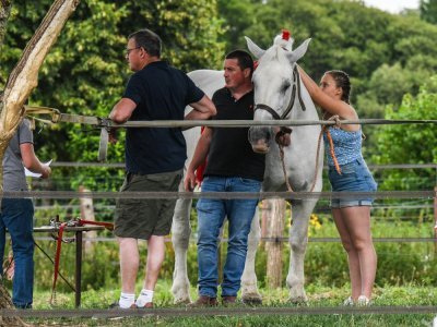 concours de percherons du 5 jeuillet à Changé - Fabrice COMPAIN