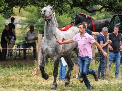 Concours de percherons du 5 juillet 2025 à Changé. - Fabrice COMPAIN