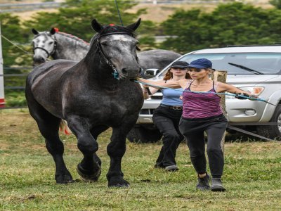 concours de percherons du 5 jeuillet à Changé - Fabrice COMPAIN
