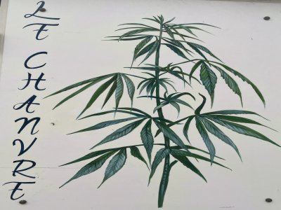 un exemplaire de chanvre - cd