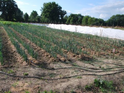 3 - La plantation de poireaux en planches de 80 centimètres de large, paillées avec la tonte de pelouse, sur une surface de 25 x10 mètres.  - JL Petit