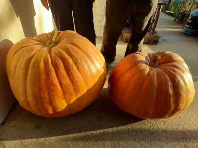 Les deux citrouilles pèsent respectivement 60kg et 40kg. - Théo Duchet
