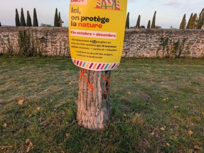 Un panneau pédagogique a été installé sur un peuplier. - Benjamin Deglave